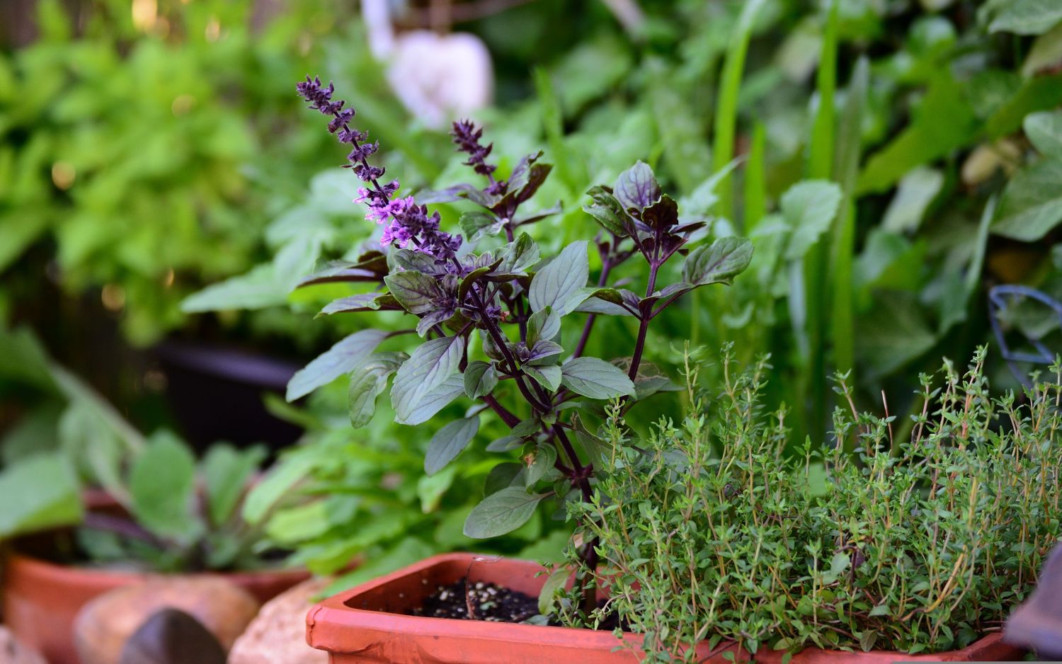 Ervas aromáticas: porquê cuidar e poupar