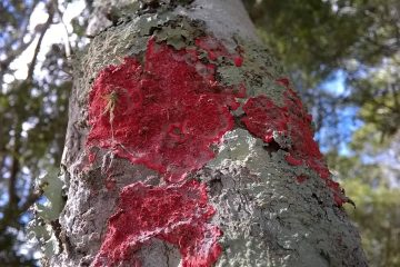 MMA cria primeira lista solene de fungos ameaçados de extinção
