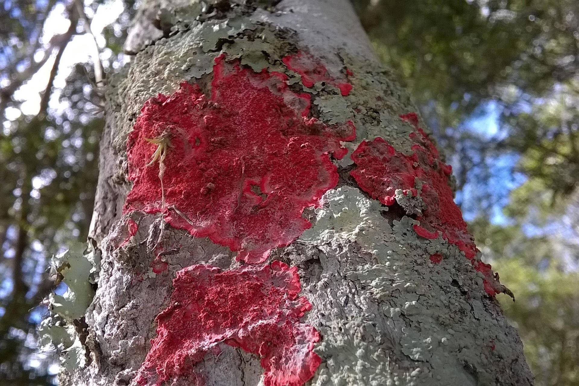 MMA cria primeira lista solene de fungos ameaçados de extinção