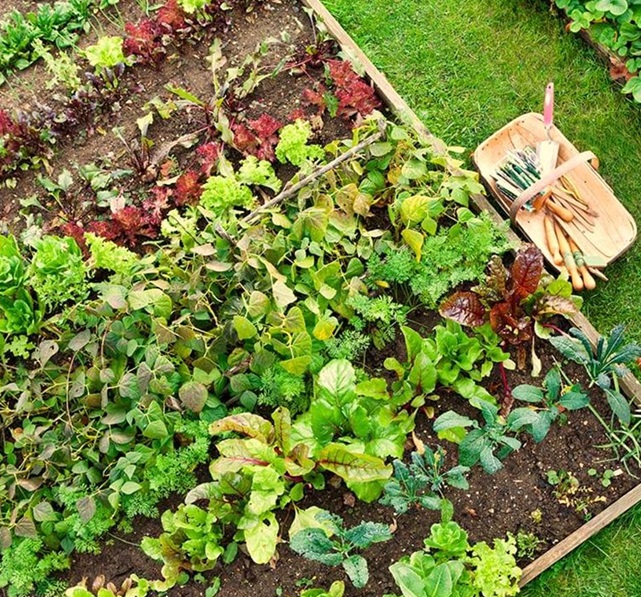Hortas em permacultura – Revista Jardins