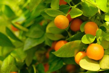 Kumquat (Citrus japonica) – Revista Jardins