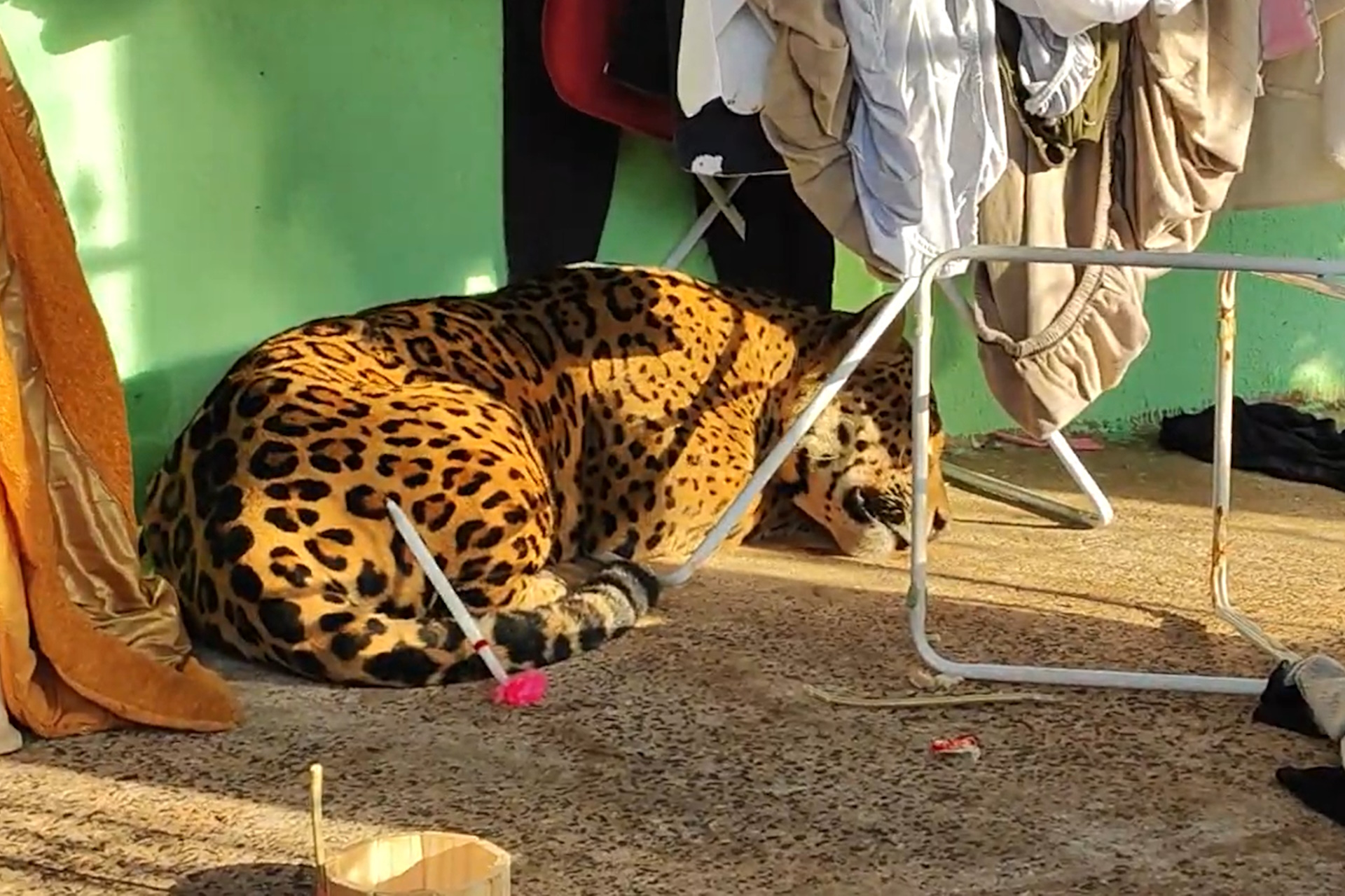 Onça-pintada que apareceu na zona urbana de Foz é capturada em segurança