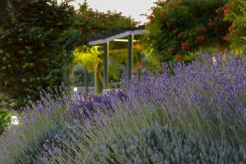 Vegetação autóctones para usar no jardim