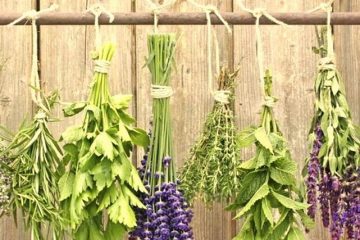 Vegetais medicinais e aromáticas – Revista Jardins