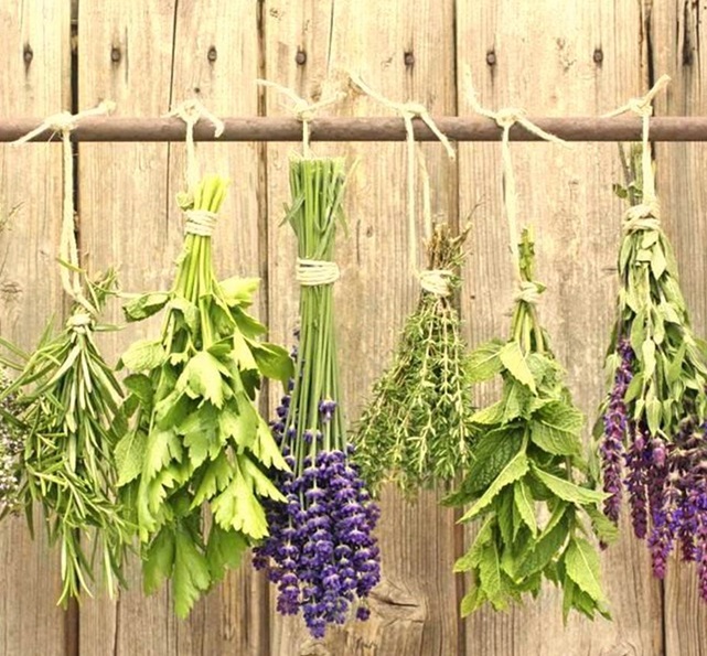 Vegetais medicinais e aromáticas – Revista Jardins