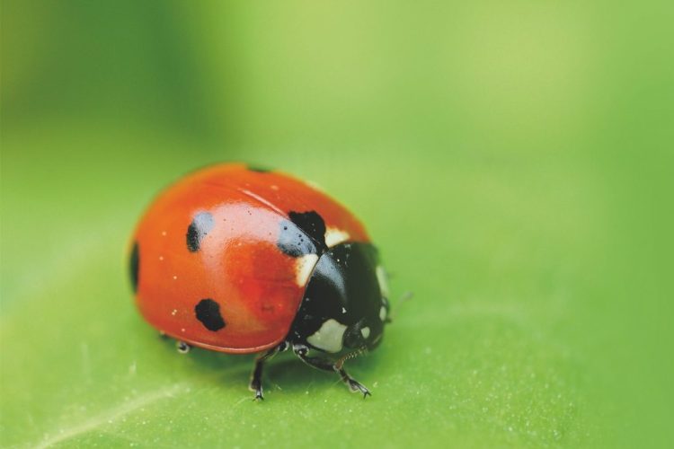 Pragas e doenças – Revista Jardins