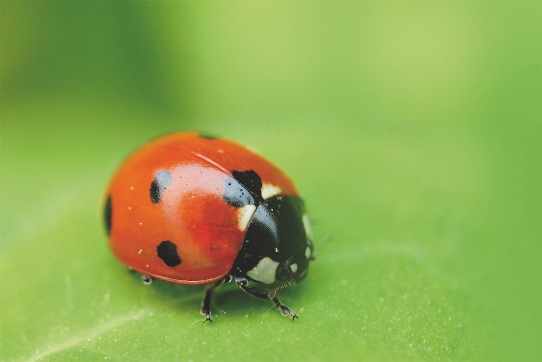 Pragas e doenças – Revista Jardins