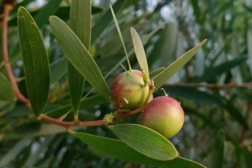 Vamos mapear a Trichi! – Revista Jardins