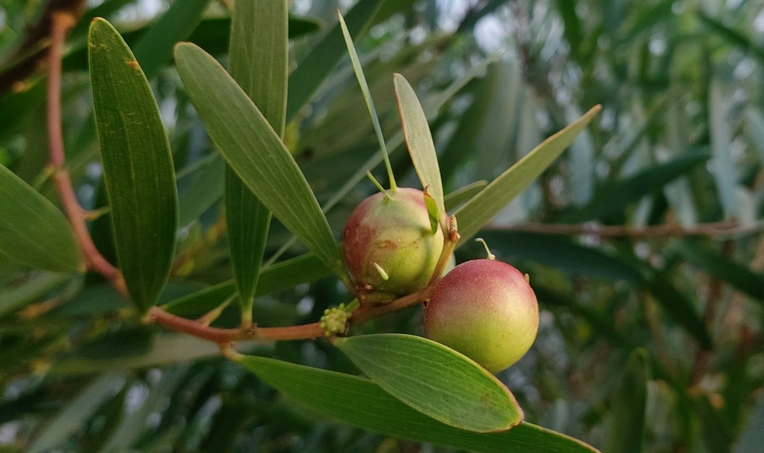 Vamos mapear a Trichi! – Revista Jardins