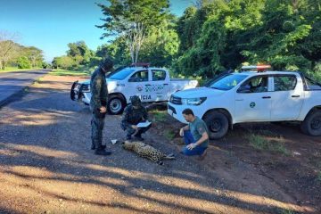 Progressão de pastos e lavouras aumenta acidentes em rodovia de São Paulo 