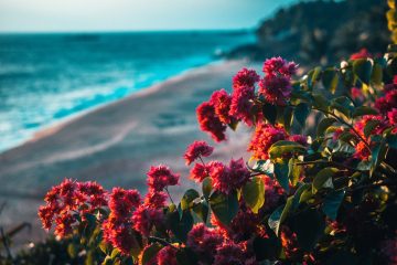 16 vegetais para jardins e varandas perto do mar