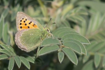 Borboletas: a formosura da Natureza e a efemeridade da vida
