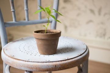 Uma vez que escolher o vaso adequado para a sua vegetal