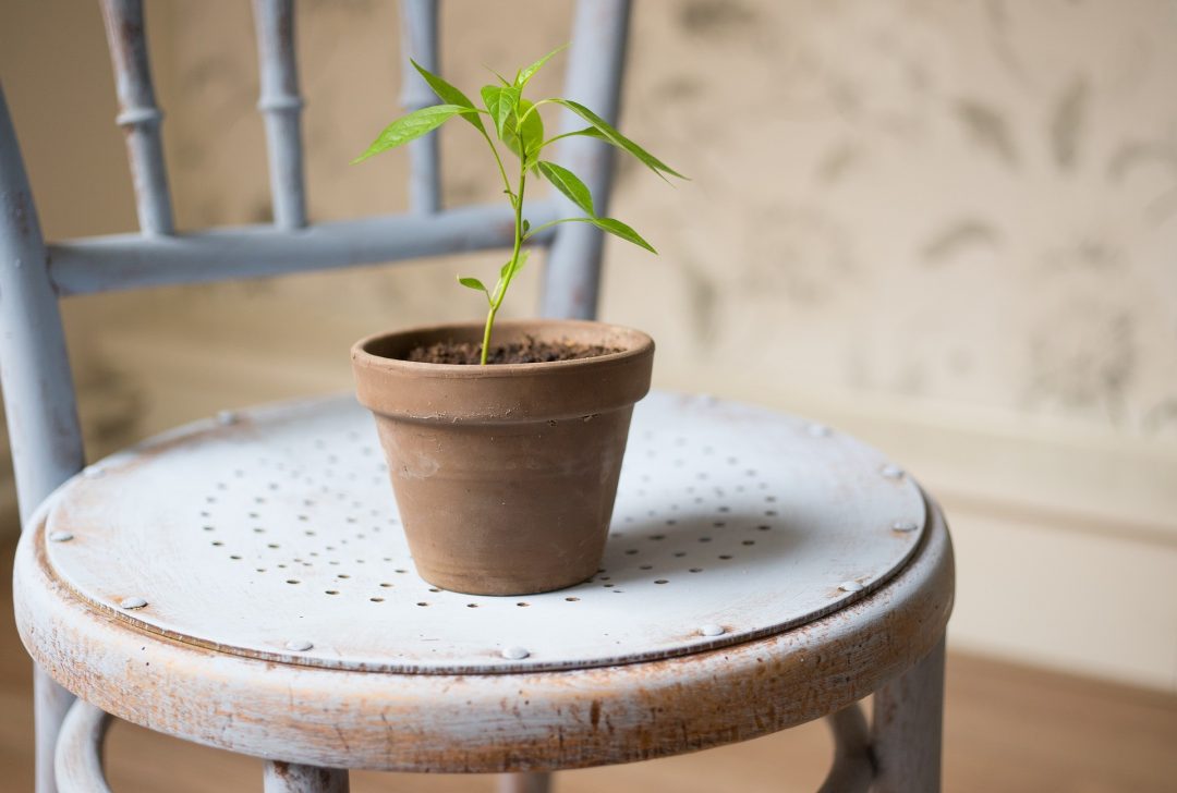 Uma vez que escolher o vaso adequado para a sua vegetal
