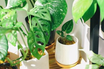 Comprar vegetação online: guia para escolher as melhores opções