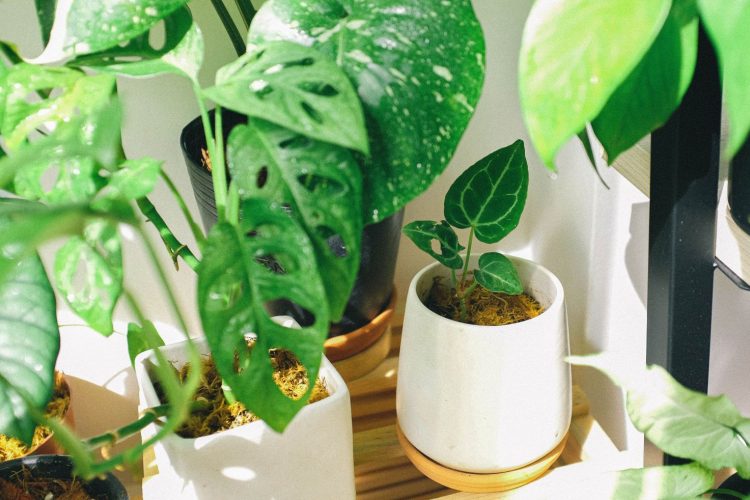 Comprar vegetação online: guia para escolher as melhores opções