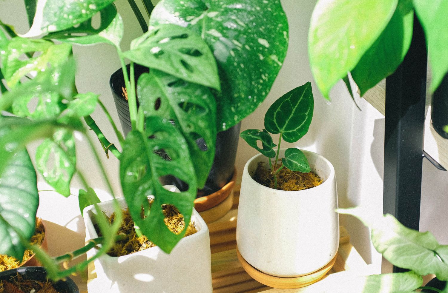 Comprar vegetação online: guia para escolher as melhores opções
