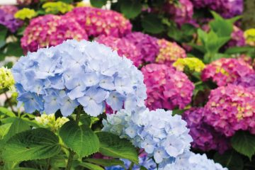 Flores de verão: das hortênsias às petúnias