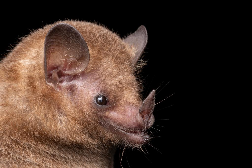 Coextinção: quando a perda de uma espécie significa o término de outra