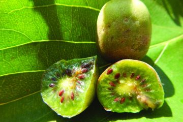 Guia de cultivo: kiwi selvagem