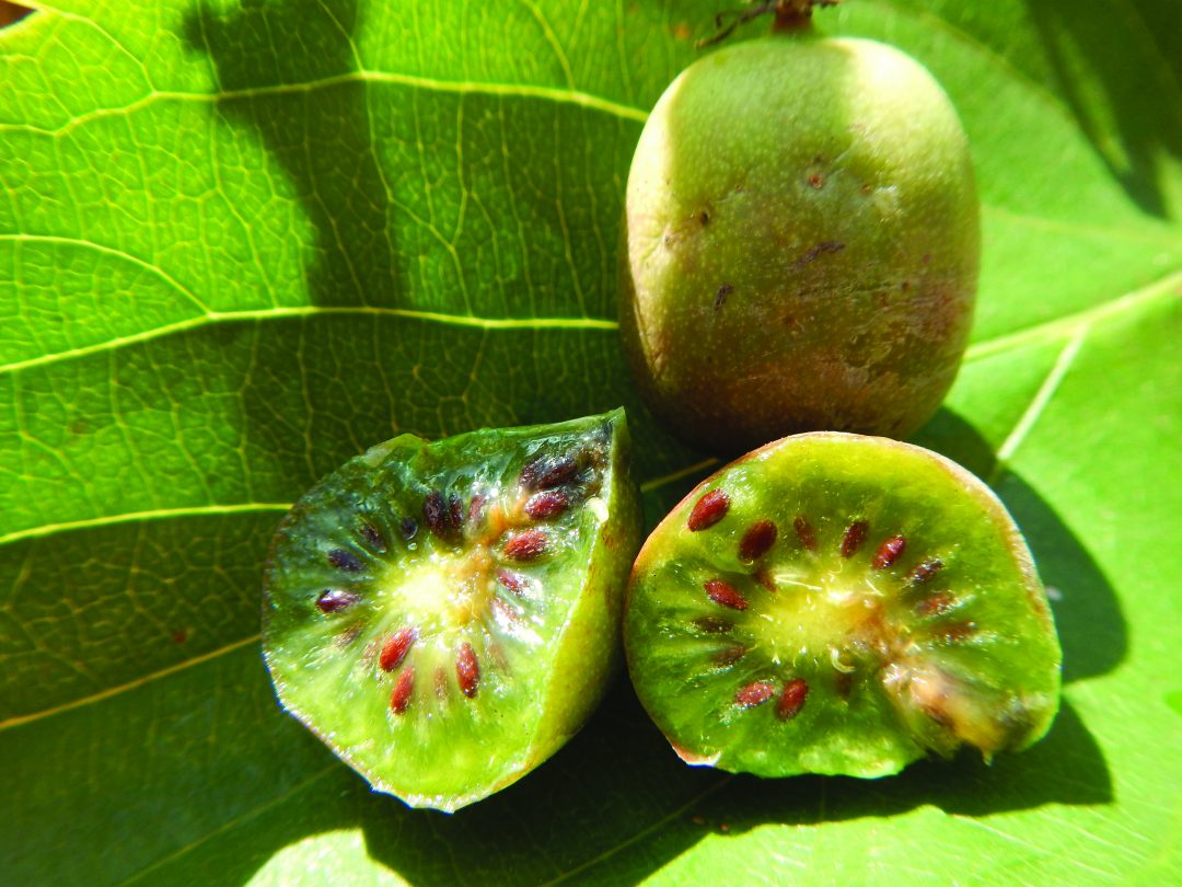 Guia de cultivo: kiwi selvagem
