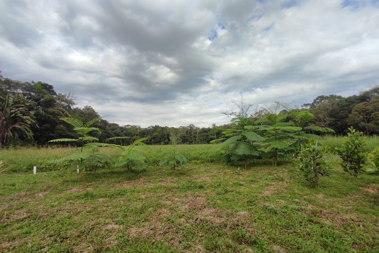 Solo avoengo da Amazônia pode impulsionar restauração florestal