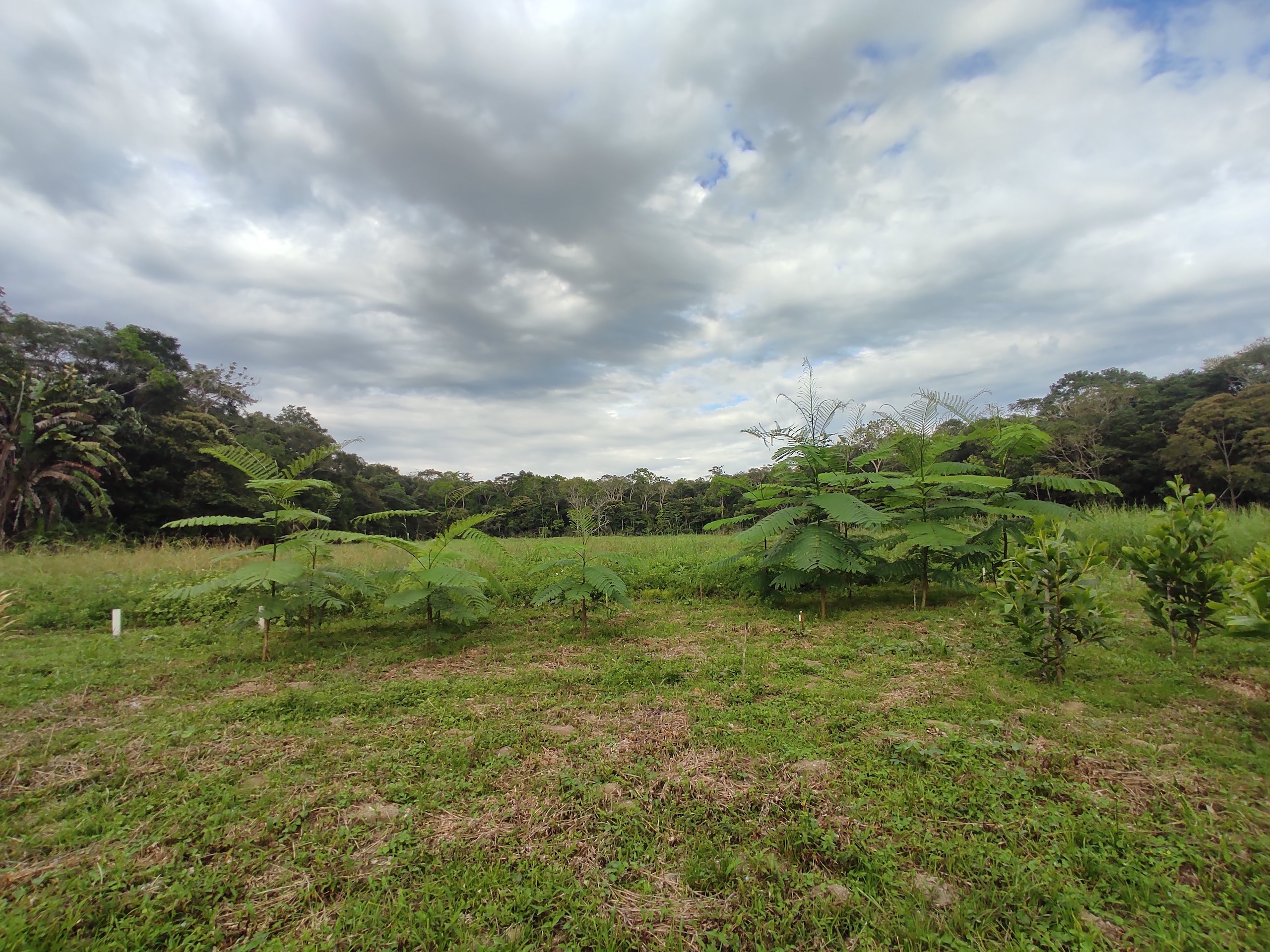 Solo avoengo da Amazônia pode impulsionar restauração florestal