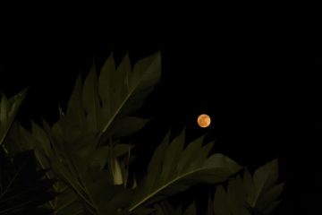 Jardinar com as fases da lua