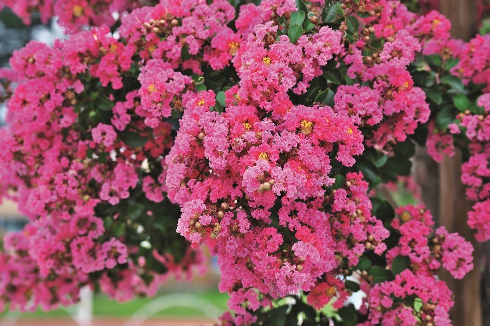 Lagerstroemia, a árvore ideal para pequenos jardins