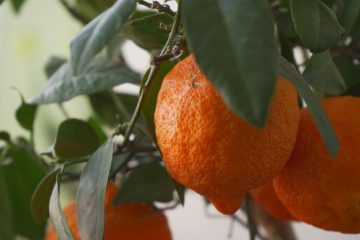 Limão-cravo (Citrus limonia) – Revista Jardins