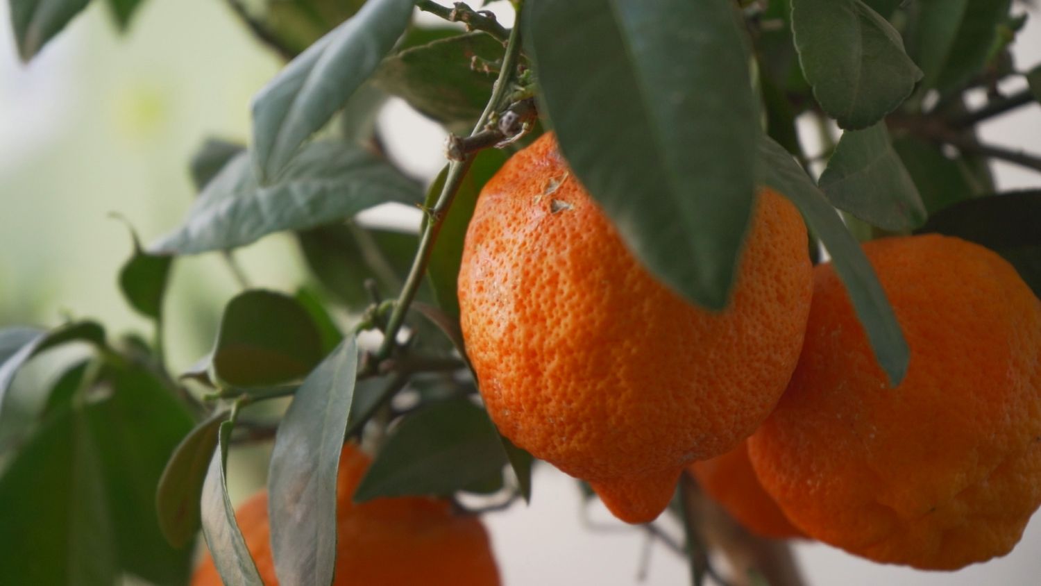 Limão-cravo (Citrus limonia) – Revista Jardins