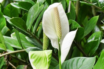 Lírio da sossego (Spathiphyllum spp)