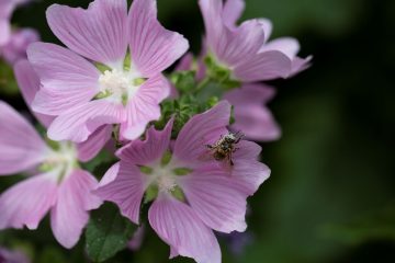 Malvas: notabilizar, cultivar e escolher espécies para o jardim