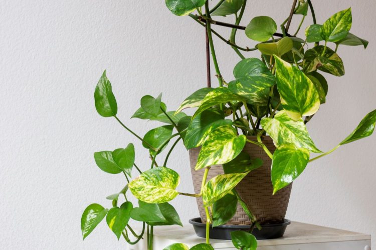 Vegetal jiboia (Epipremnum aureum) – Revista Jardins