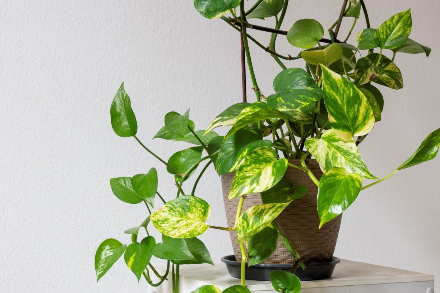 Vegetal jiboia (Epipremnum aureum) – Revista Jardins