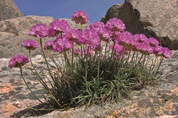 Vegetalidade que resistem à seca e ao sol