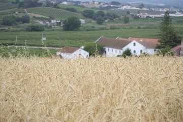 Quinta do Arneiro, um sítio único