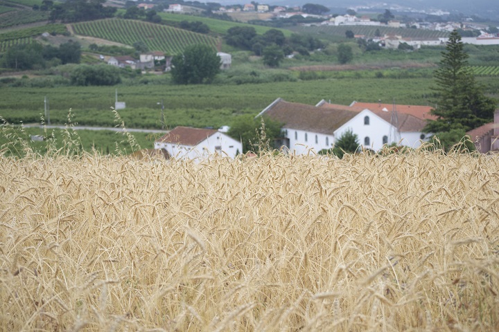 Quinta do Arneiro, um sítio único