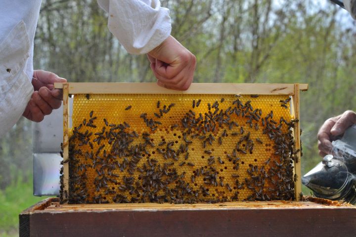 Ser apicultor na Apibéricos é trabalhar com a natureza