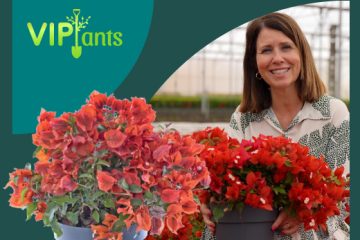VIPlants: Bougainvillea sp. – Revista Jardins