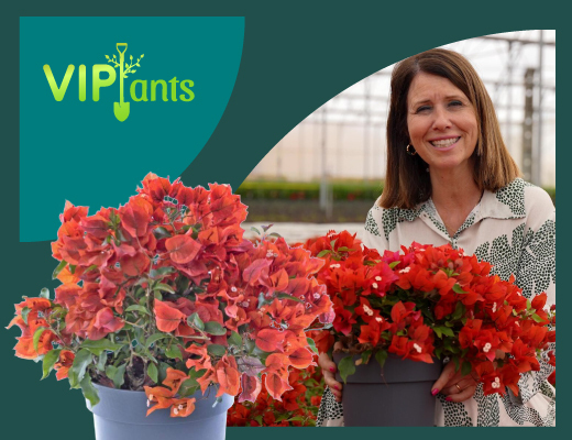 VIPlants: Bougainvillea sp. – Revista Jardins