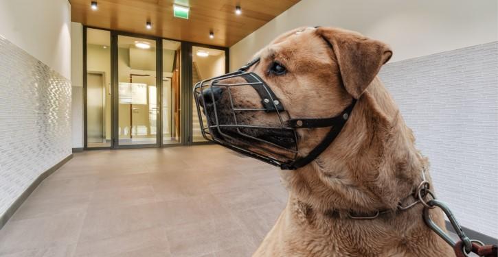 Quando e porquê o síndico pode agir diante de cães perigosos no condomínio