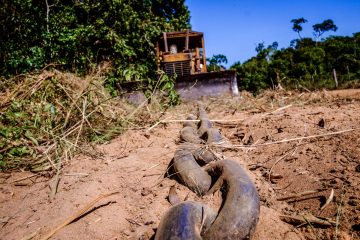 Quem destrói mais – agronegócio ou El Niño?