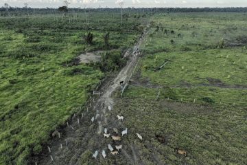 Gigante da mesocarpo em RO evita auditoria e MPF acusa 260 milénio bois ilegais