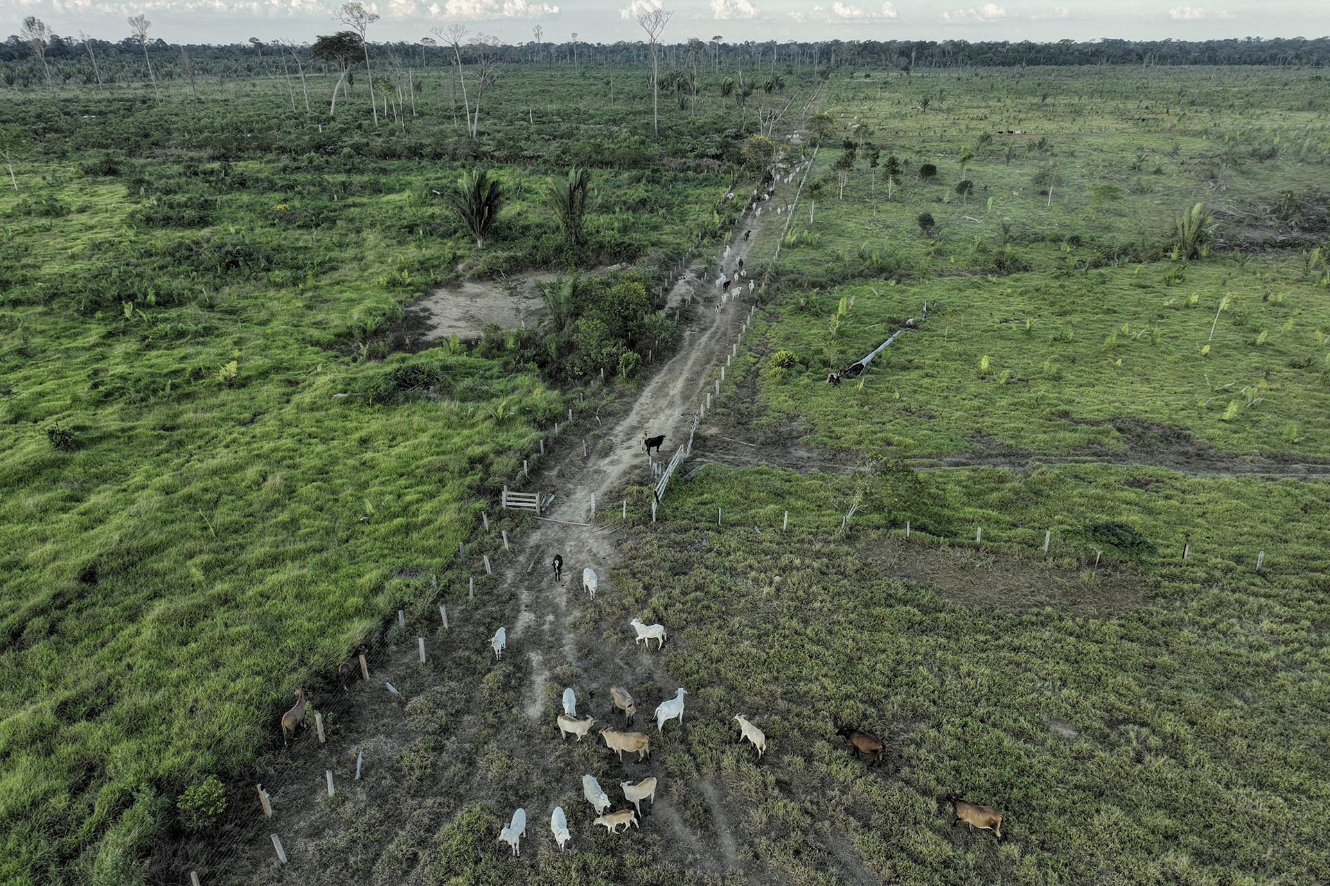 Gigante da mesocarpo em RO evita auditoria e MPF acusa 260 milénio bois ilegais