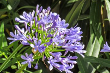 Agapanto (Agapanthus africanus) – Revista Jardins