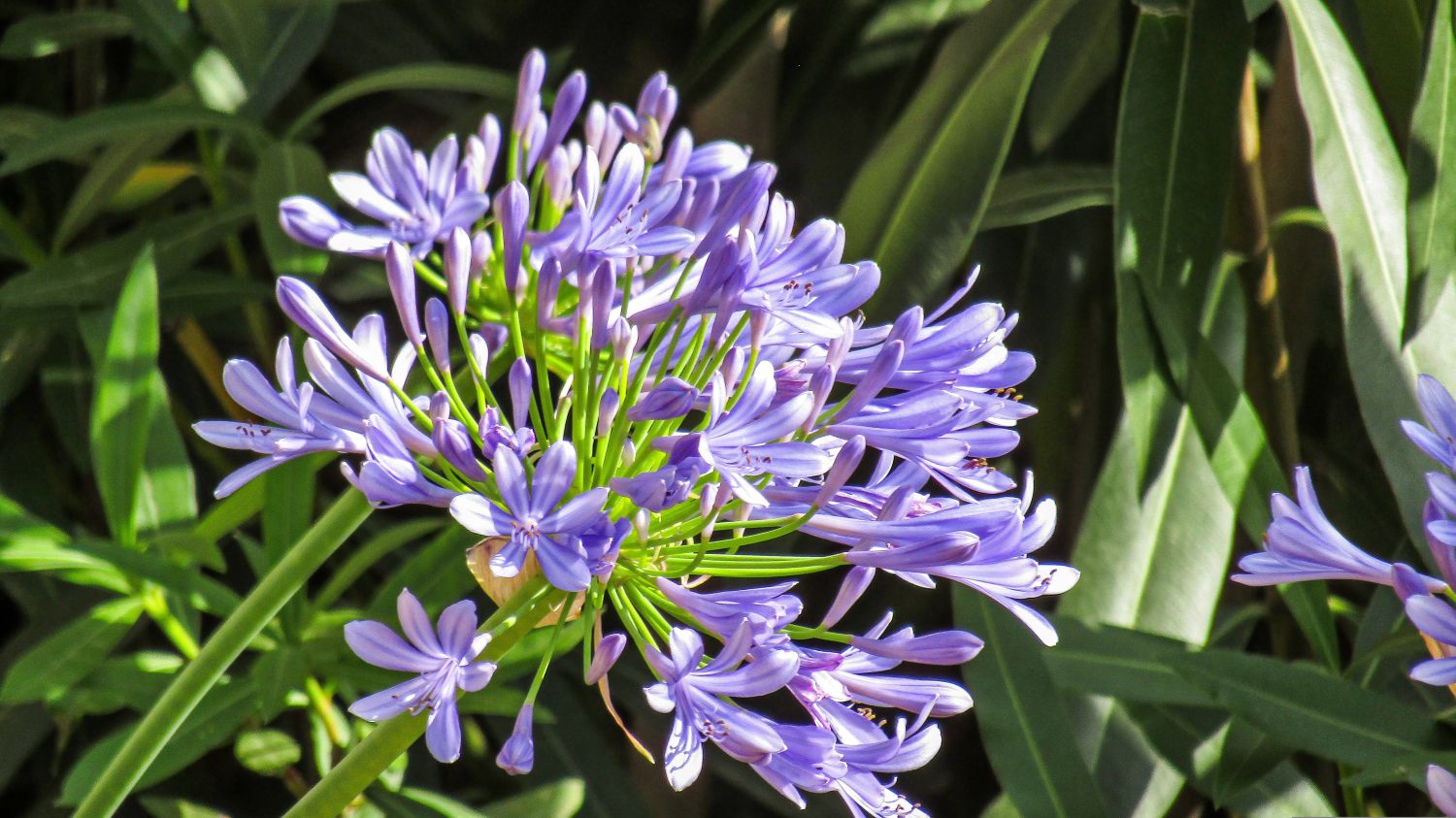 Agapanto (Agapanthus africanus) – Revista Jardins