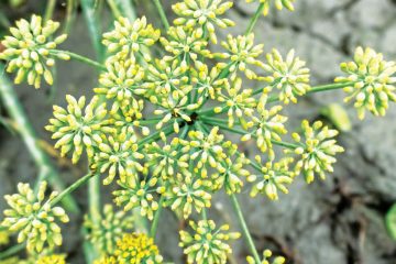 Anis (Pimpinella anisum L) – Revista Jardins