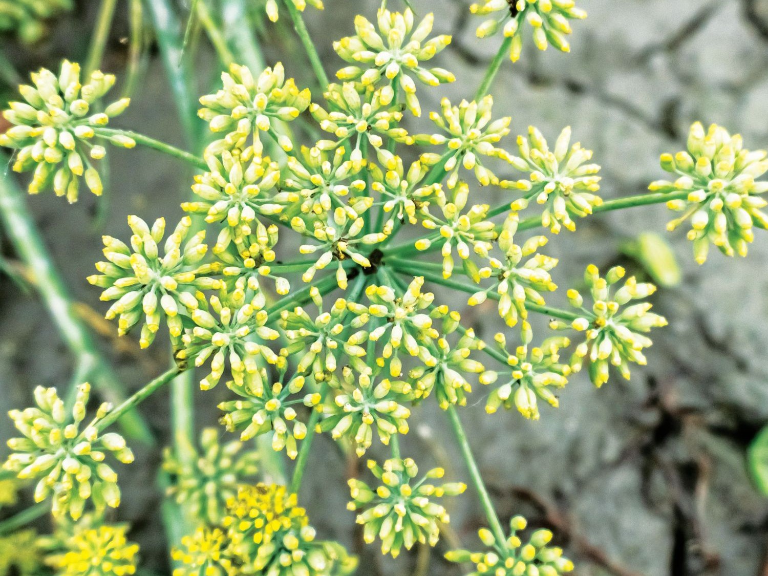 Anis (Pimpinella anisum L) – Revista Jardins