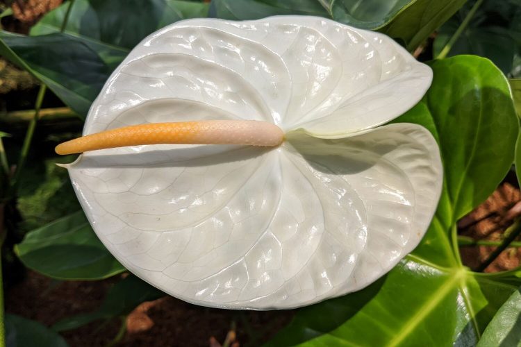Antúrio (Anthurium andraeanum) – Revista Jardins